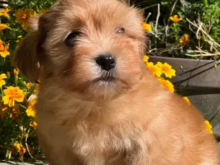 Smuk Abrikos Bichon Havanais pige 