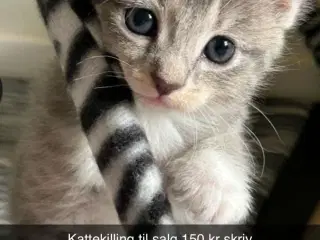 Kattekilling 12 uger