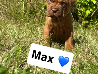Hvalpe Cane Corso/Douge de Bordeaux 