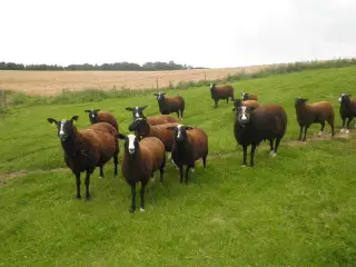 Får og lam,  Zwartbles sælges m3 status