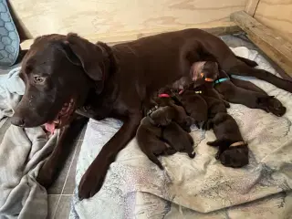 Labrador hvalpe