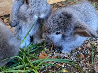 Mini lop kaninunger 