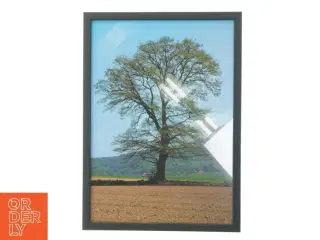Indrammet billede af et træ (str. 29,8x42 cm)
