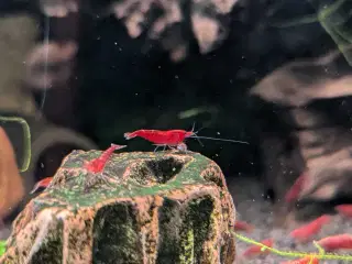 Neocaridina Davidii, Fire Red rejer.