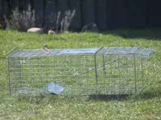 Mårhunde / Ilder fælde