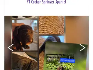 Ft Springer Spaniel Hvalpe Sælges