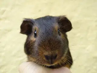 2 Marsvin unger til Kr. 500,-