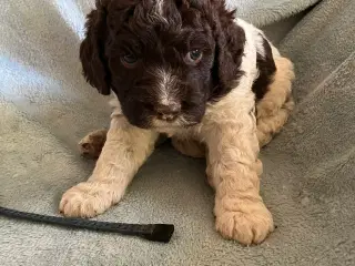 Kleiner münsterländer/ Lagotto Romagnolo hvalpe 