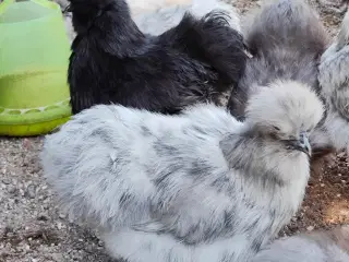 Daggamle kyllinger silke