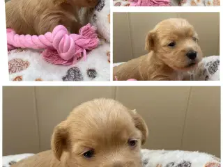 Bichon Havanais kuld