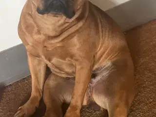 OEB/Staffy søger nyt hjem