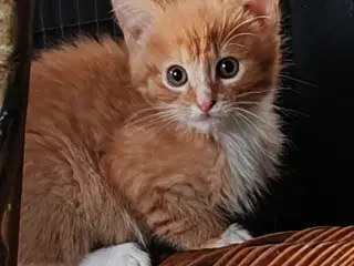 Vidunderlige kattekillinger