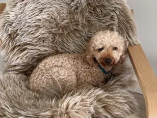 Cavapoo