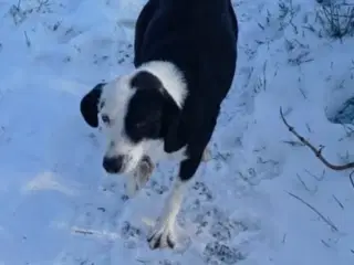 Smukke Frigg søger sit eget hjem