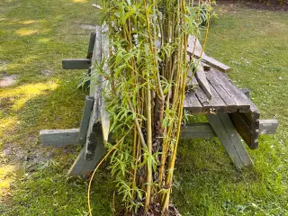 Piletræ planter til pilehule/pilehytter