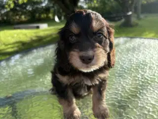 Skønne Cockapoo hvalpe 