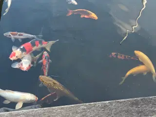 Japanske koi'er 