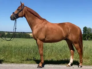 Sød og cool dressur hest.