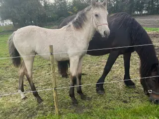 🌟 buckskin-hoppeplag søger nyt hjem 🌟