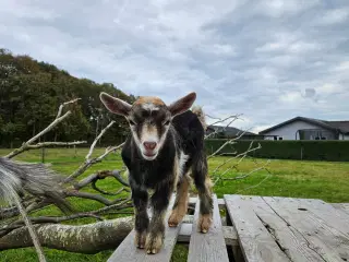 Dværgged buk kid 
