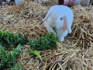 Hvid Minilop/dværgvædder han, med blå øjne