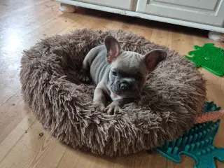 FRANSK BULLDOG HVALP