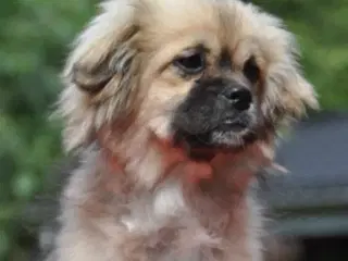 Tibetansk Spaniel
