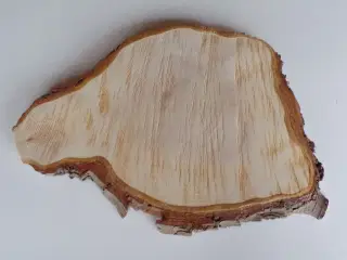 NY Thuja Træskive med bark 36,5 lang cm - Til jul 