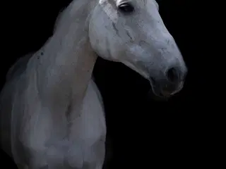 🐴 Smuk og alsidig vallak – Ronaldo søger sit sids