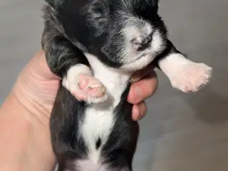 Fantastisk dejlig familiehund allergivenlige