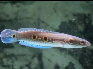 Channa pleurophthalma 2 stk. 