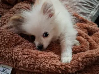 Pommeranian hvalp 1 dreng til bage  m stambog