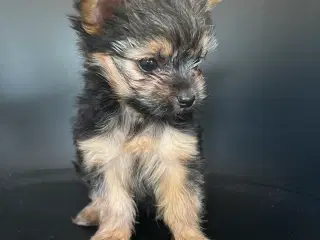 Yorkshire terrier/Chihuahua