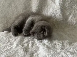 British shorthair killinger sælges