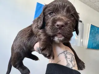 Ft Cocker spaniel tæve 