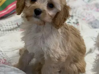 Mini cavapoo dreng F1