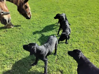 Labrador Retriever