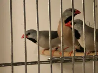 sølv spidshalet bæltefinke