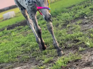 Smuk Knabstrup blanding 🩵