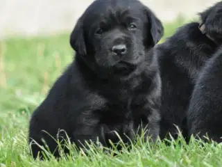 Labrador hvalpe med stamtavle 