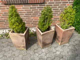 3 buksboom i krukker