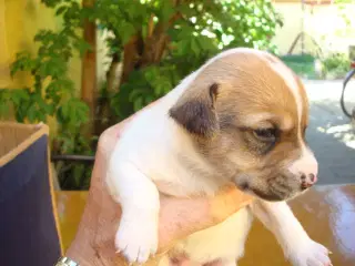 Dansk Svensk gårdhund