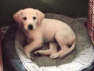 Labrador retriever hun hvalp