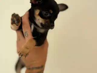 Chihuahua hvalp (sidste han) ❤️