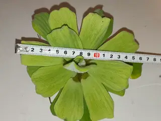 Store Flydeplanter sælges 
