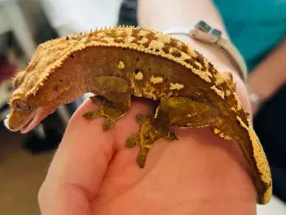 Kronegekko incl terrarie