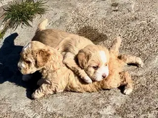 Super lækre, og kraftige Lagotto / Spansk Vandhund