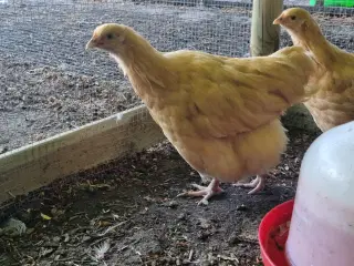 Orpington høne kyllinger 