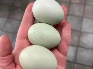Cream legbar rugeæg