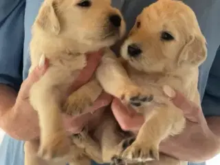 Goldendoodles hvalpe 